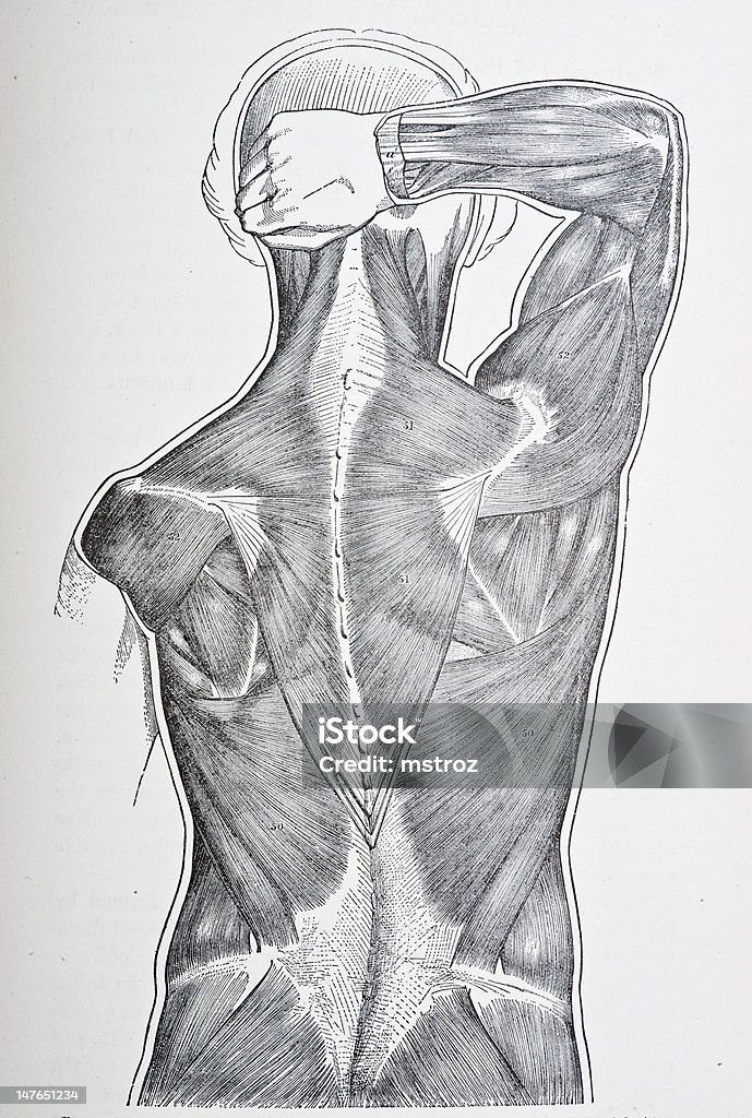 Músculos de la espalda - Ilustración de stock de Anatomía libre de derechos
