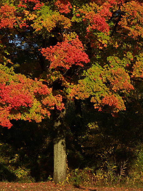 vibrant autumn maple tree in morning light stock photo