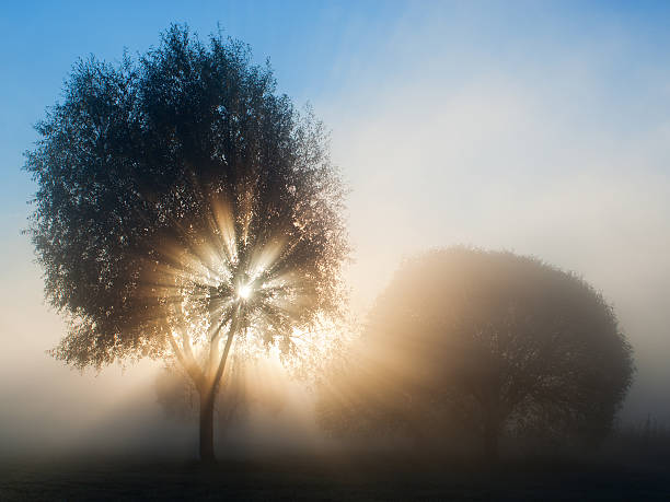 istock Backlit trees on a foggy morning 147651523