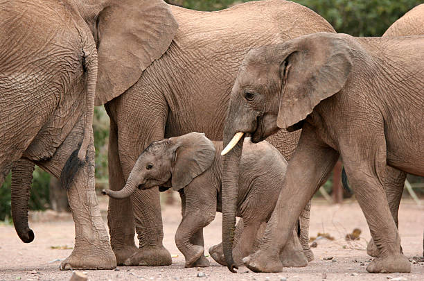 Desert Elephants stock photo