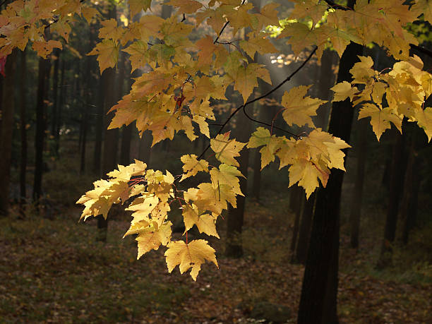 yellow autumn leaves in woods with sunlight stock photo