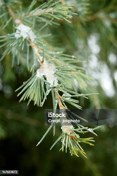 Gefrorene Tree Branch Stockfoto und mehr Bilder von Ast - Pflanzenbestandteil - Ast - Pflanzenbestandteil, Baum, Eingefroren