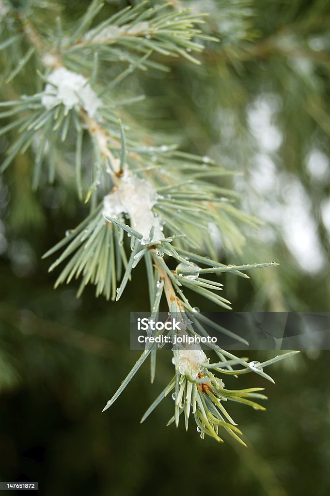 Frozen arbre Branche - Photo de Arbre libre de droits
