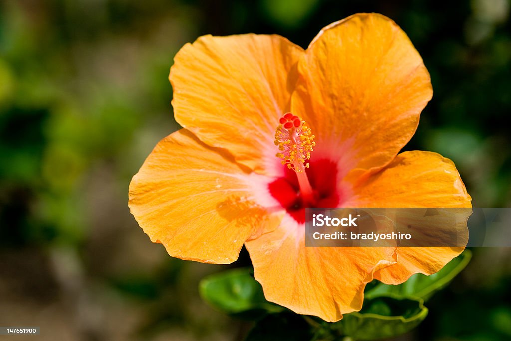 Hibisco Flor de Laranja - Royalty-free Fotografia - Imagem Foto de stock