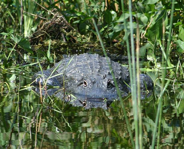 Alligator Stare stock photo