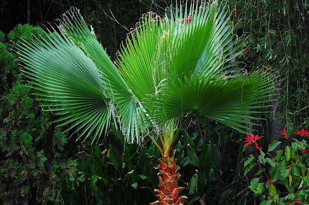 palm tree stock photo