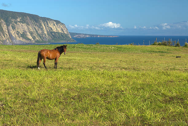 Horse pasture overlooking Waipio Valley on the Big Island of Hawaii. Maui is off in the distance. Taken early morning with a Nikon D200.