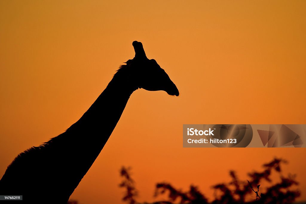 Giraffa silhouette - Foto stock royalty-free di Africa