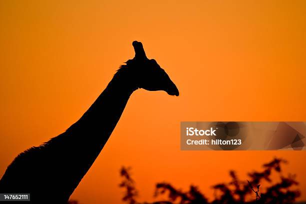 Giraffa Silhouette - Fotografie stock e altre immagini di Africa - Africa, Africa meridionale, Africa orientale