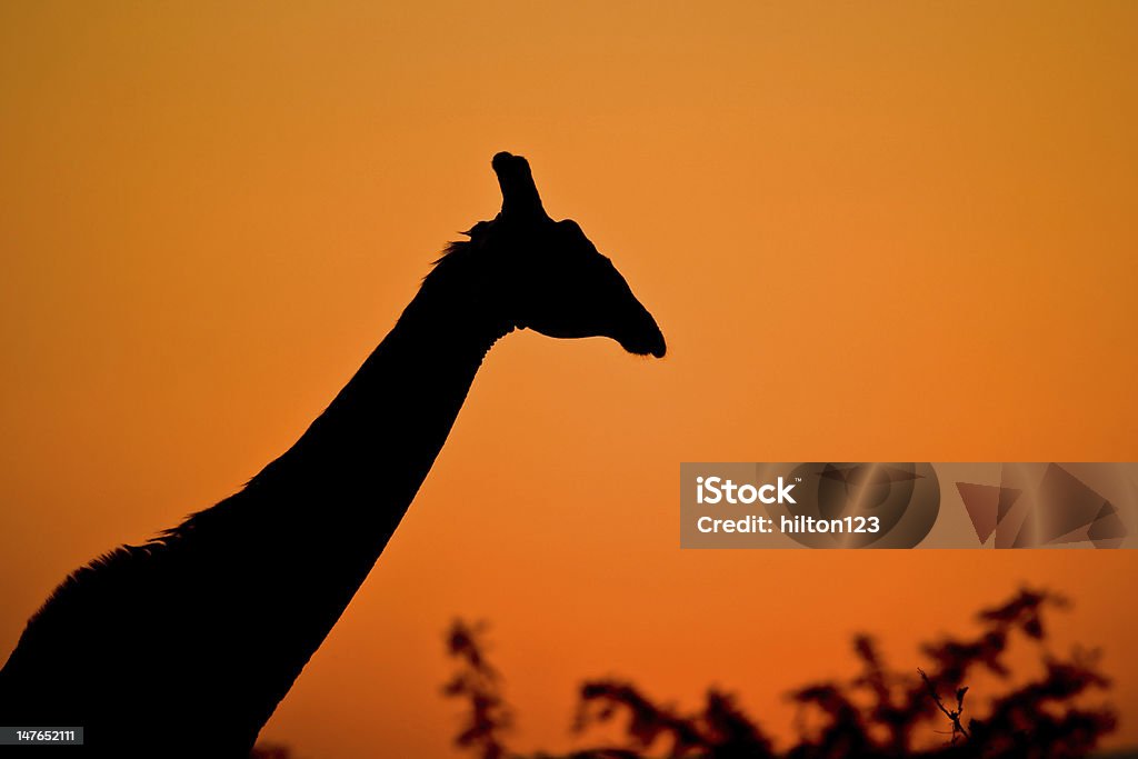 Girafa silhueta - Foto de stock de Animais de Safári royalty-free