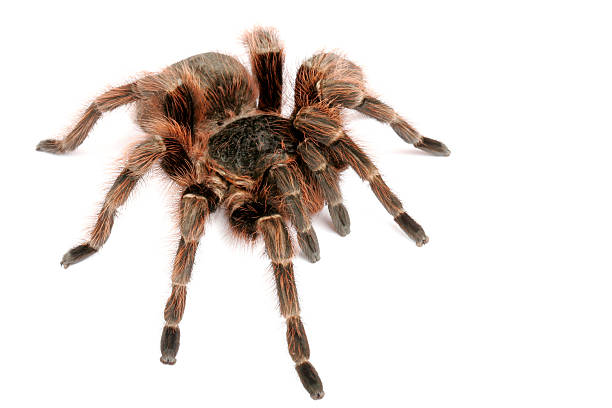 istock Brazilian Red Tarantula 147652298