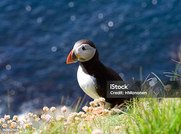 Pulcinella Di Mare Decidere - Fotografie stock e altre immagini di Alcidae - Alcidae, Ambientazione esterna, Colore brillante