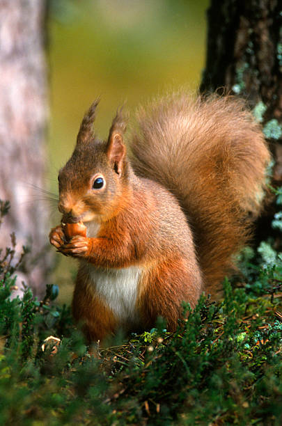 red squirrel stock photo