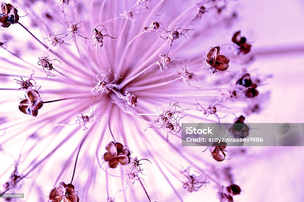 Flor abstrato em roxo - Foto de stock de Abstrato royalty-free