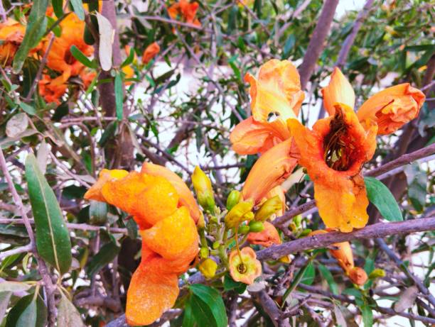 Tecomella undulata tree flowers desert teak rohida rohira marwar teak rohiro rajasthani thar plant flowering blooming closeup view image picture stock photo stock photo