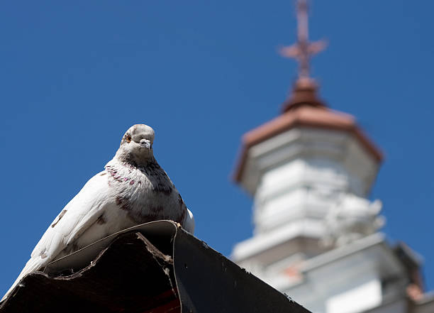 White pigeon near the church stock photo