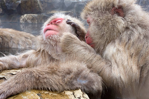 Snow Monkeys gooming each other in hot spring Japan stock photo