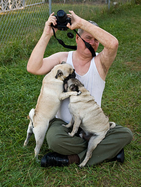Deux pugs me homme avec caméra - Photo