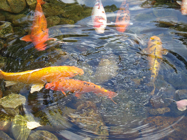 Koi Fish Swimming In Little Pond stock photo