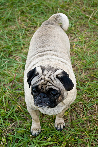 istock Male Pug standing in grass 147653290