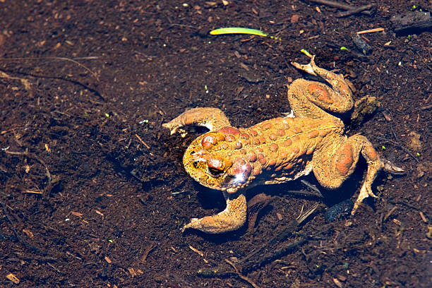 YosemiteToad - foto de stock