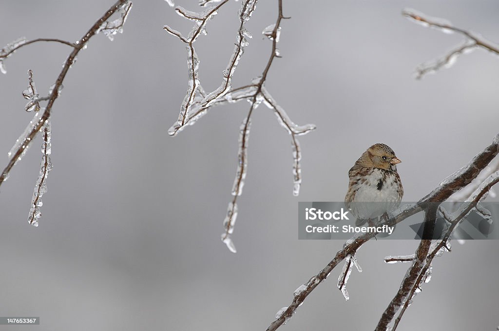 Frio Sparrow - Foto de stock de Agarrar royalty-free