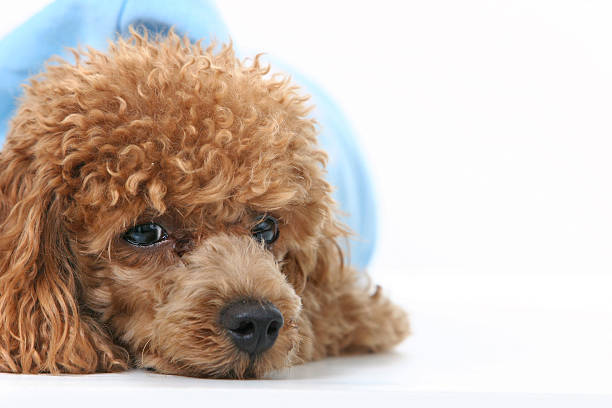 Poodle stock photo