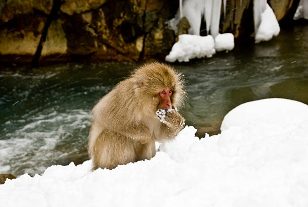 Snow Monkey: eating stock photo