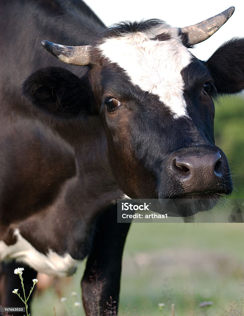 Milch vaca em Campo - Royalty-free Agricultura Foto de stock
