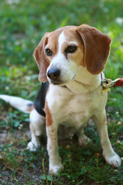 Beagle stock photo