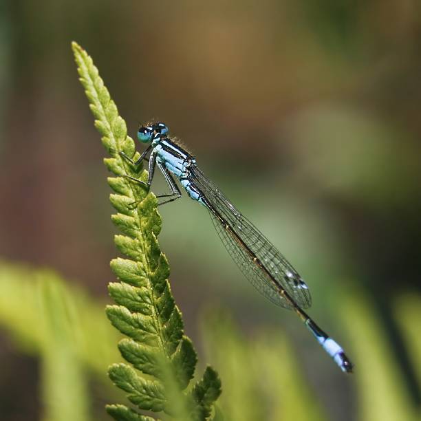 Blue dragonfly stock photo