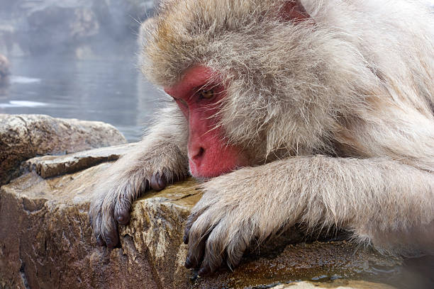 Snow Monkey resting in hot spring pool stock photo