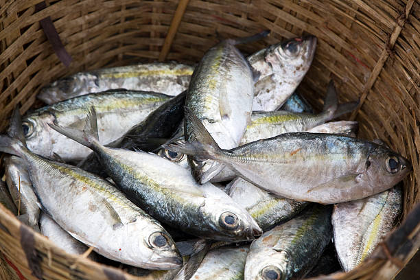 istock Fresh catch at fishing village 147654040