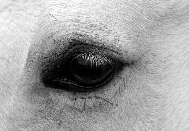 Buttermilk's Eye stock photo