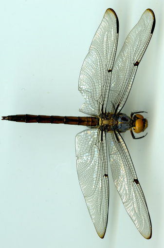Zoomed out view of a dragonfly from the top