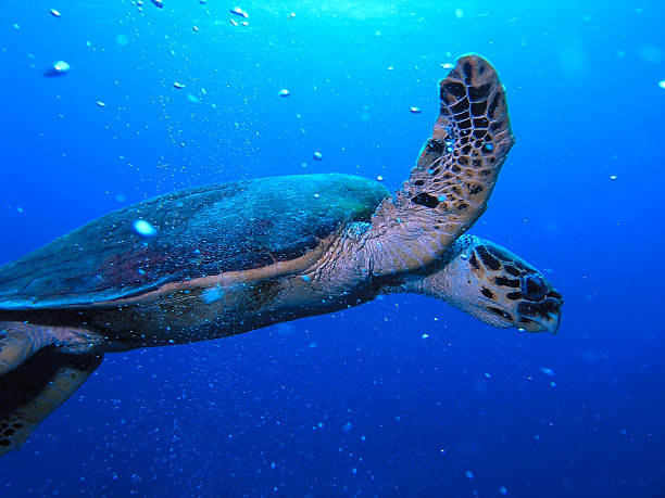 Sea turtle stock photo