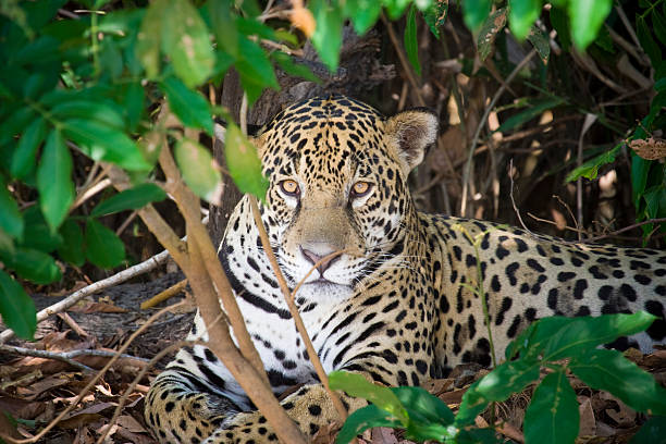 istock Jaguar In The Wild 147654225