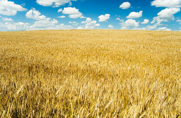 grande campo de trigo - nebraska midwest usa farm prairie imagens e fotografias de stock