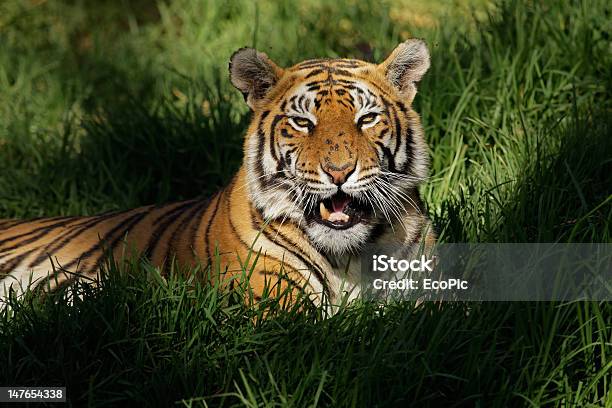 Tigredebengala - Fotografias de stock e mais imagens de Animais caçando - Animais caçando, Animal, Beleza natural