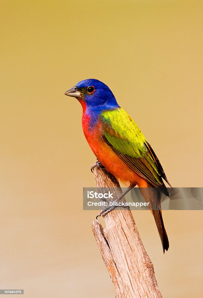 Gorgeous male Painted Bunting Stunning Male Painted Bunting on branch Rio Grande Valley, Texas. Animal Wildlife Stock Photo