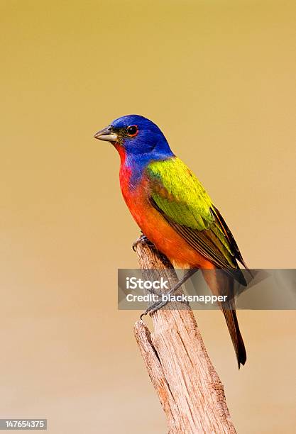 Gorgeous Male Painted Bunting Stock Photo - Download Image Now - Animal Wildlife, Beauty In Nature, Gulf Coast States