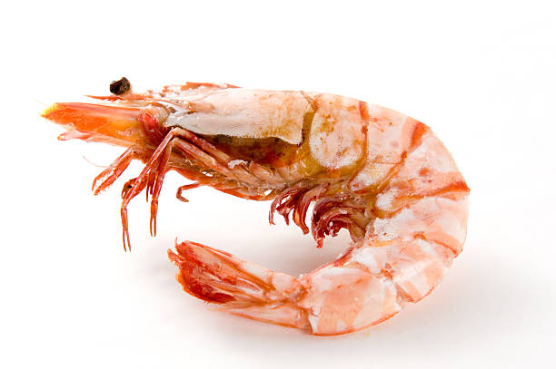 Shrimp stock photo