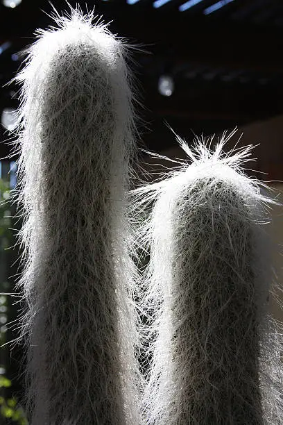 Photo of Hairy Cacti