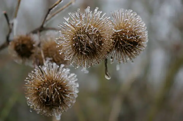 Close up of teasels with melting frost.