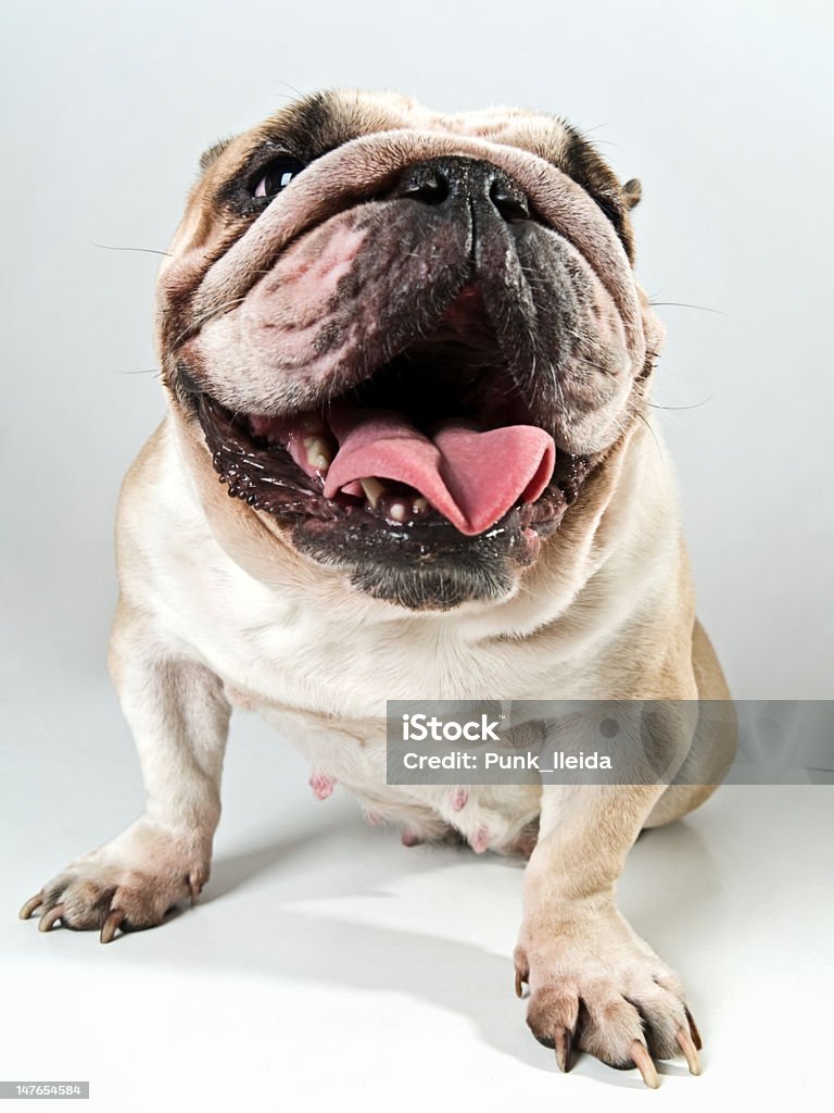 Proud and funny bulldog Funny english bulldog, with a big mouth, on a white background Dog Stock Photo