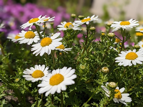 Oxeye daisy flowerbed in Swedish summer garden