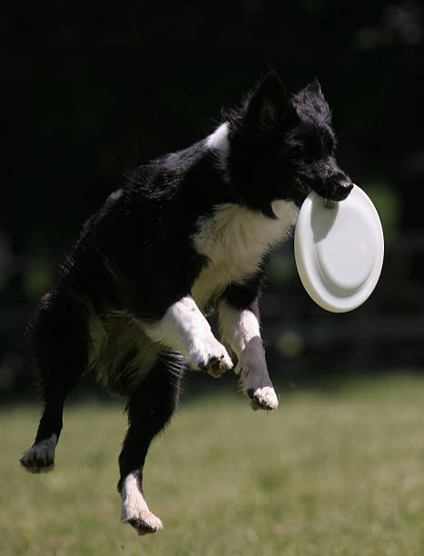istock Dog catches the frisbee disc 147654831