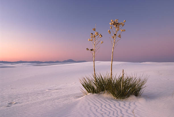 istock The Romance in White Sands Natioanl Monument 147654877