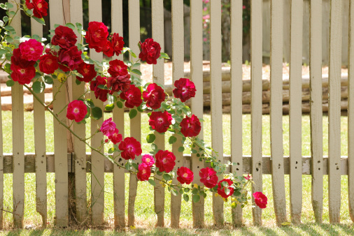Old fashioned roses climb across the old wooden fence annually in backyards all across the South.