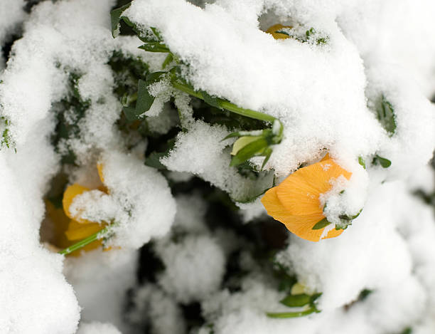 Late Snow on blooming flowers stock photo